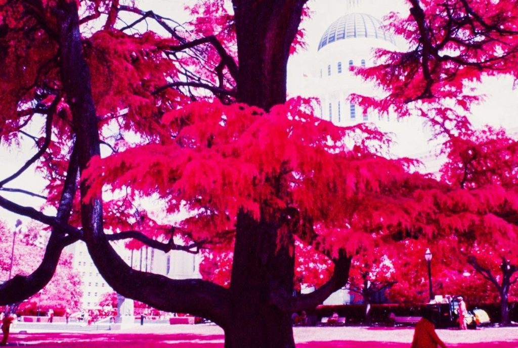 Infrared Film Photo shot with FPP InfraChrome Color Infrared Film and a #12 yellow filter.