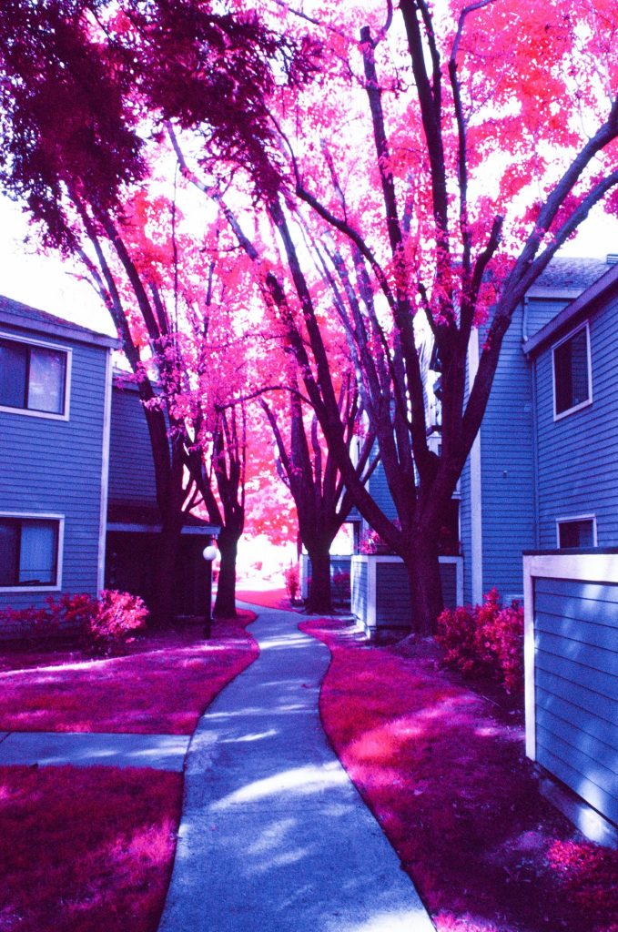 Infrared Film Photo shot with FPP InfraChrome Color Infrared Film and a #12 yellow filter.