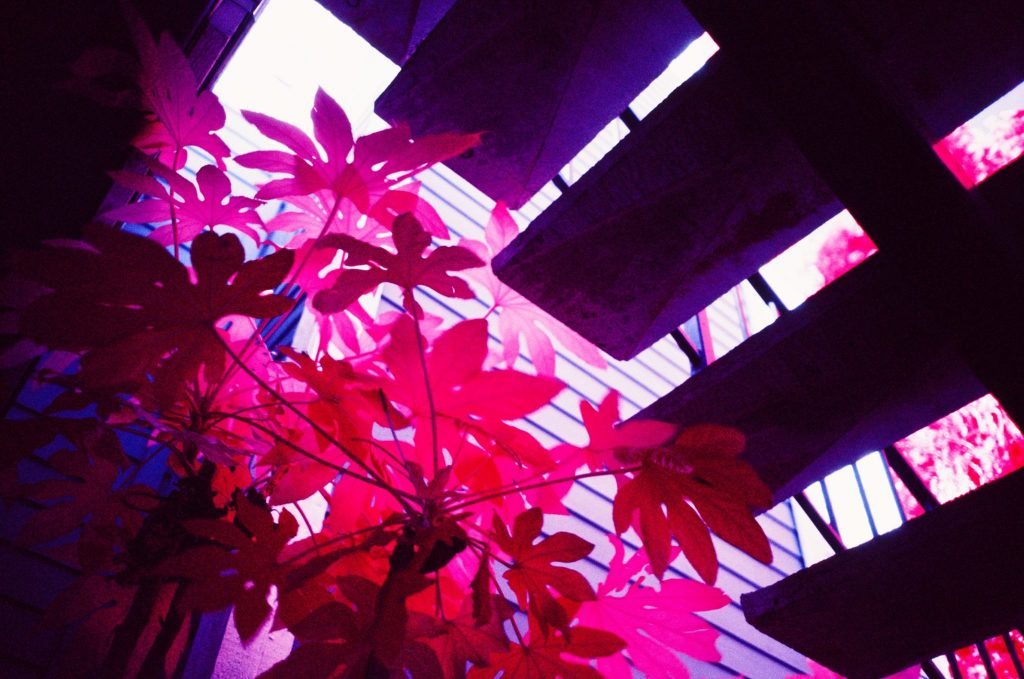 Infrared Film Photo shot with FPP InfraChrome Color Infrared Film and a #12 yellow filter.