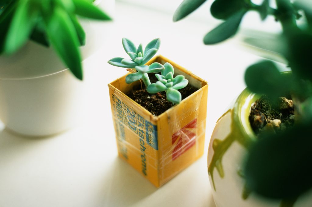 Fujifilm Velvia 50