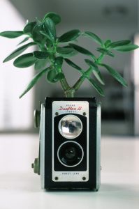 Fujifilm Velvia 50